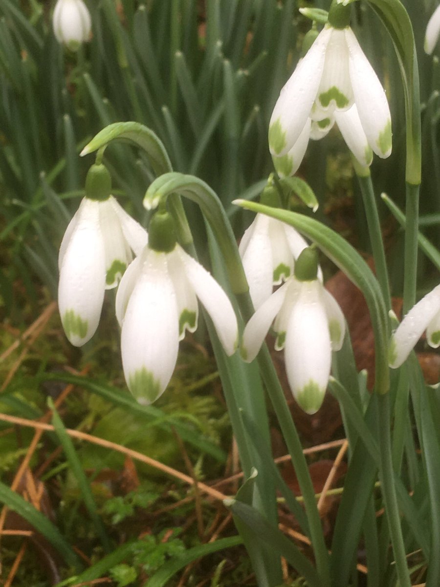 Time to jump on the bandwagon and post a Snowdrop picture. Say hello to Galanthus nivalis 'Scharlockii' 😀