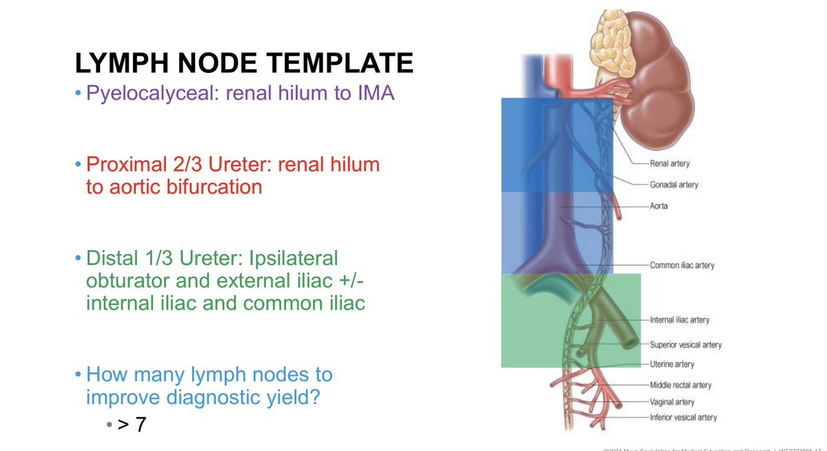 soares_uro's tweet photo. Lymph node dissection is an essential part of nephroureterectomy. Imaging with only 25% sensitivity for nodal disease.
Adapt template to location of tumor.
@potretzke @MayoUrology #MayoUroHawaii24 https://t.co/63I1NOxs6y