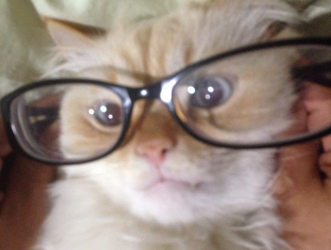 Kitty archives ♡ (@puppierz) on Twitter photo 