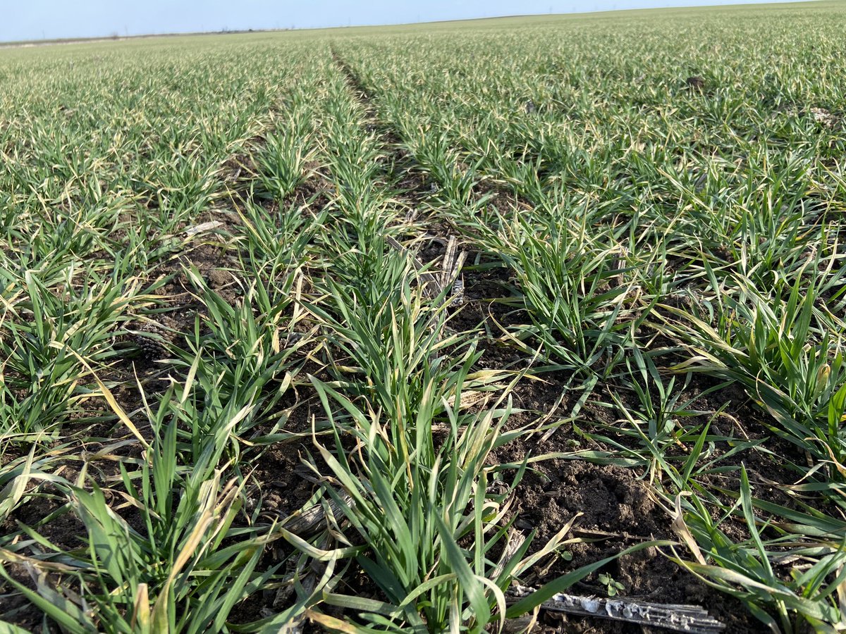 El trigo saliendo del invierno en Rumania con algunas malezas, así q pronto se vienen herbicidas y fertilizante.