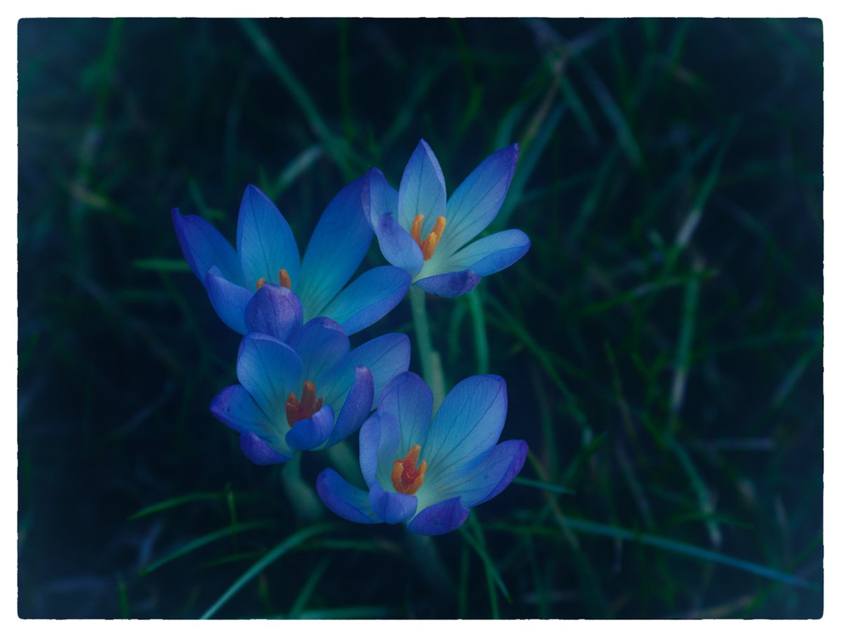 Sam_Alexandra23's tweet photo. Hi Gang! I took the day off yesterday to do some photography and other things. Let's share the colour #Blue today! No more than one post each so I have time to offer feedback and repost. Have a Serene Thursday and stay safe out there. #photography #ColourBlue #flowers #nature https://t.co/x7RnWvARqT