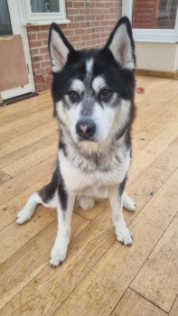 millypod1's tweet photo. MJ HOME SAFE. THANKS FOR RT's ๐๐๐พ
๐7 FEB 2024 #Lost MJ #ScanMe
YOUNG Black & White Husky Cross Male
#Tadworth #Surrey #KT20 Last spotted on Epsom Downs heading for Langley Vale https://t.co/vV7Lhm5Upz https://t.co/07ssRX9xNO