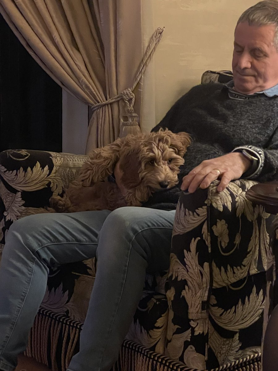 lostsentience's tweet photo. Dads and the pet they said they didn’t want https://t.co/heRtkFDrUi