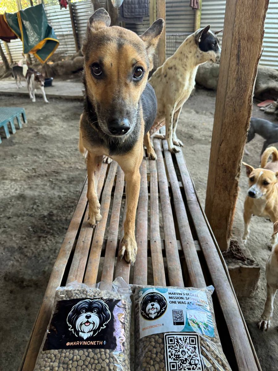 zentoboxx's tweet photo. @eliz883 Today is the bst time to buy #MARVIN
๐ถ Dive into the world of $MARVIN @marvinoneth, the ultimate token for dog enthusiasts and crypto aficionados. Supporting canine charities and rewarding holders, $MARVIN is the token to own! Don't miss out! ๐๐พ #MARVINONETH #CryptoForDogs https://t.co/UwTUZRwU5R