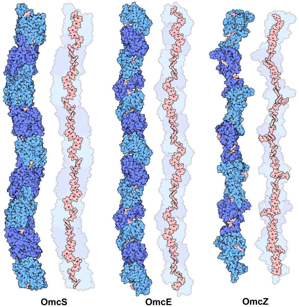 Nikhil Malvankar (@ns_malvankar) on Twitter photo Thank you <a href="/Yale/">Yale University</a> #Microbial Sciences Institute for highlighting the selection of our work on #microbial #nanowires as #molecule of the #month by <a href="/buildmodels/">rcsb pdb 💉🧬💻🔬💊🌱🧠🦠</a> <a href="/dsgoodsell/">David S. Goodsell 🏳️🌈</a>! <a href="/BuddySphinx/">Gu Yangqi</a> <a href="/SibelEbruYalcin/">Sibel Ebru Yalcin</a> <a href="/Aldo_Salazar13/">Aldo Salazar-Morales</a> <a href="/YaleWestCampus/">Yale West Campus</a> microbialsciences.yale.edu/news/malvankar… Thank you <a href="/Yale/">Yale University</a> #Microbial Sciences Institute for highlighting the selection of our work on #microbial #nanowires as #molecule of the #month by <a href="/buildmodels/">rcsb pdb 💉🧬💻🔬💊🌱🧠🦠</a> <a href="/dsgoodsell/">David S. Goodsell 🏳️🌈</a>! <a href="/BuddySphinx/">Gu Yangqi</a> <a href="/SibelEbruYalcin/">Sibel Ebru Yalcin</a> <a href="/Aldo_Salazar13/">Aldo Salazar-Morales</a> <a href="/YaleWestCampus/">Yale West Campus</a> microbialsciences.yale.edu/news/malvankar…