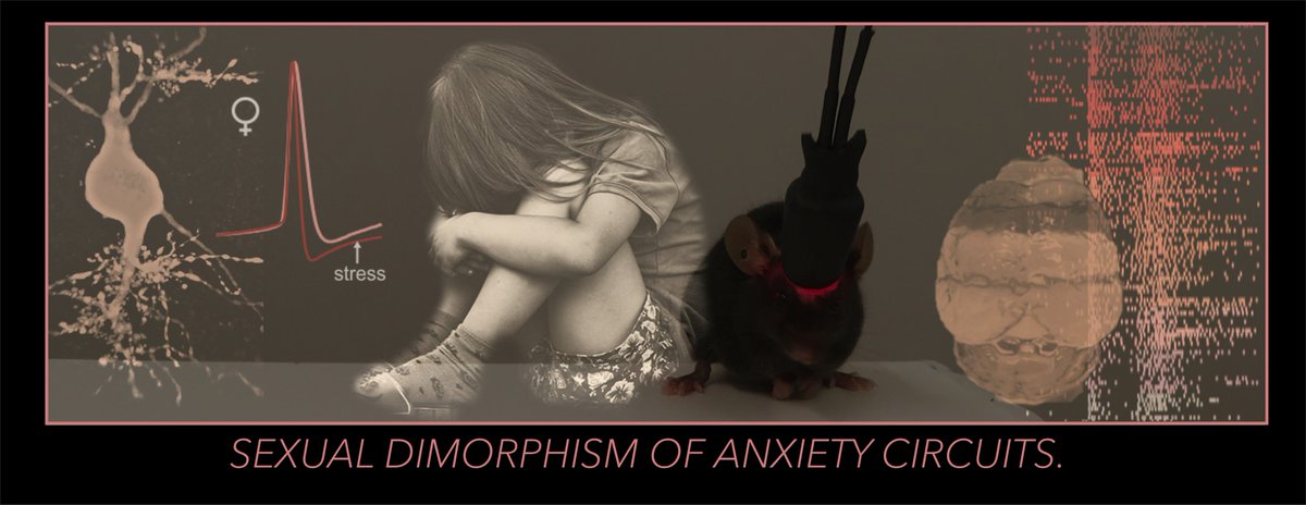 Hiring alert (Postdoc!). Are you curious, motivated, and interested in studying🧠the Neurobiology of😱 Anxiety networks - 🐣Neurodevelopment 👫 - Sex differences?   
@StratNeuro 
<a href="/karolinskainst/">Karolinska Institutet</a> 
1/2
RTs appreciated!