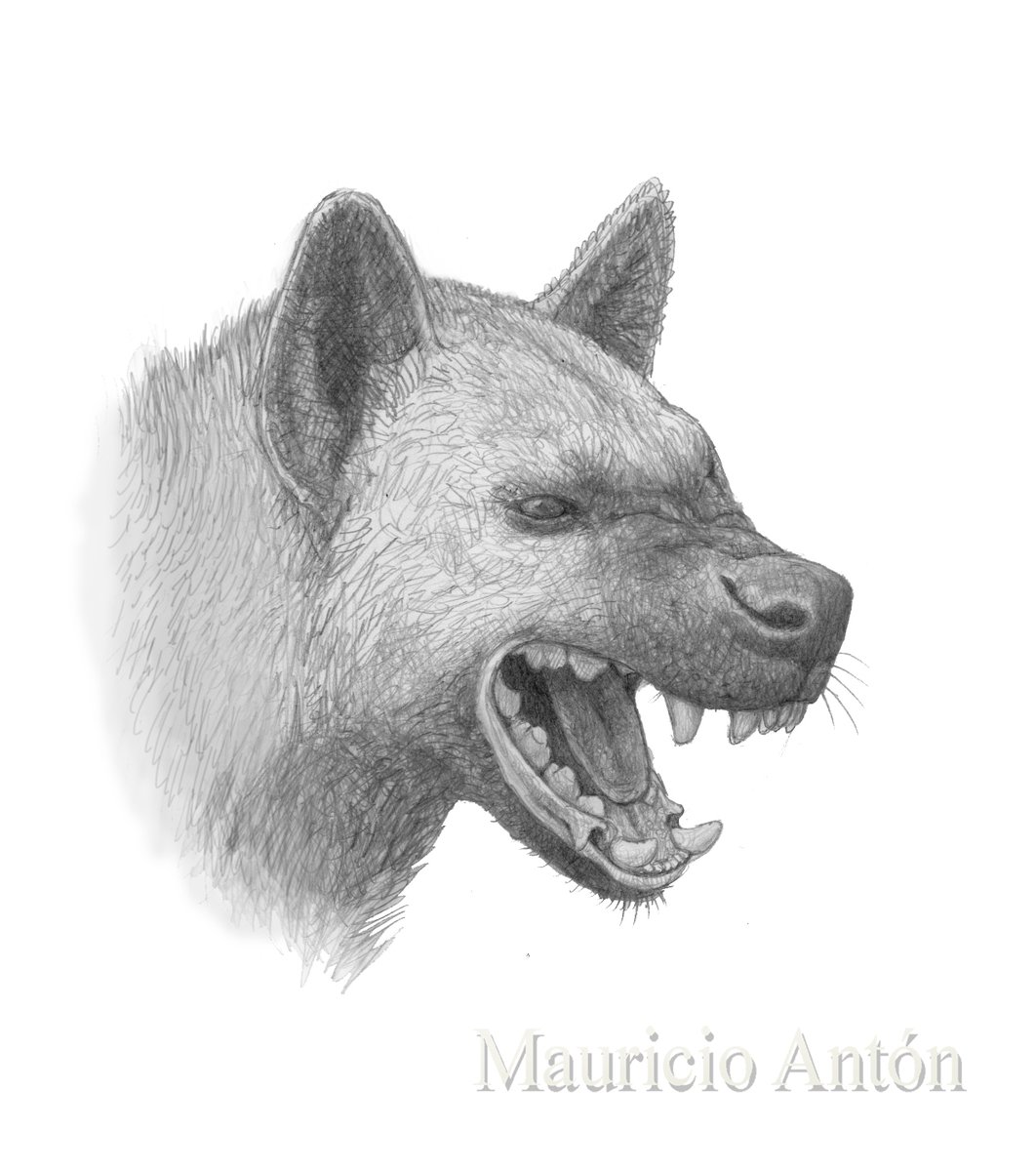 MAntonPaleoart's tweet image. Meet Adcrocuta, dominant hyaenid of the late Miocene! While researching hyena anatomy for my artwork in the March issue of Nat Geo (preview via link below), I noticed features which Adcrocuta most likely shared with living species, and made these sketches. nationalgeographic.com/animals/articl…
