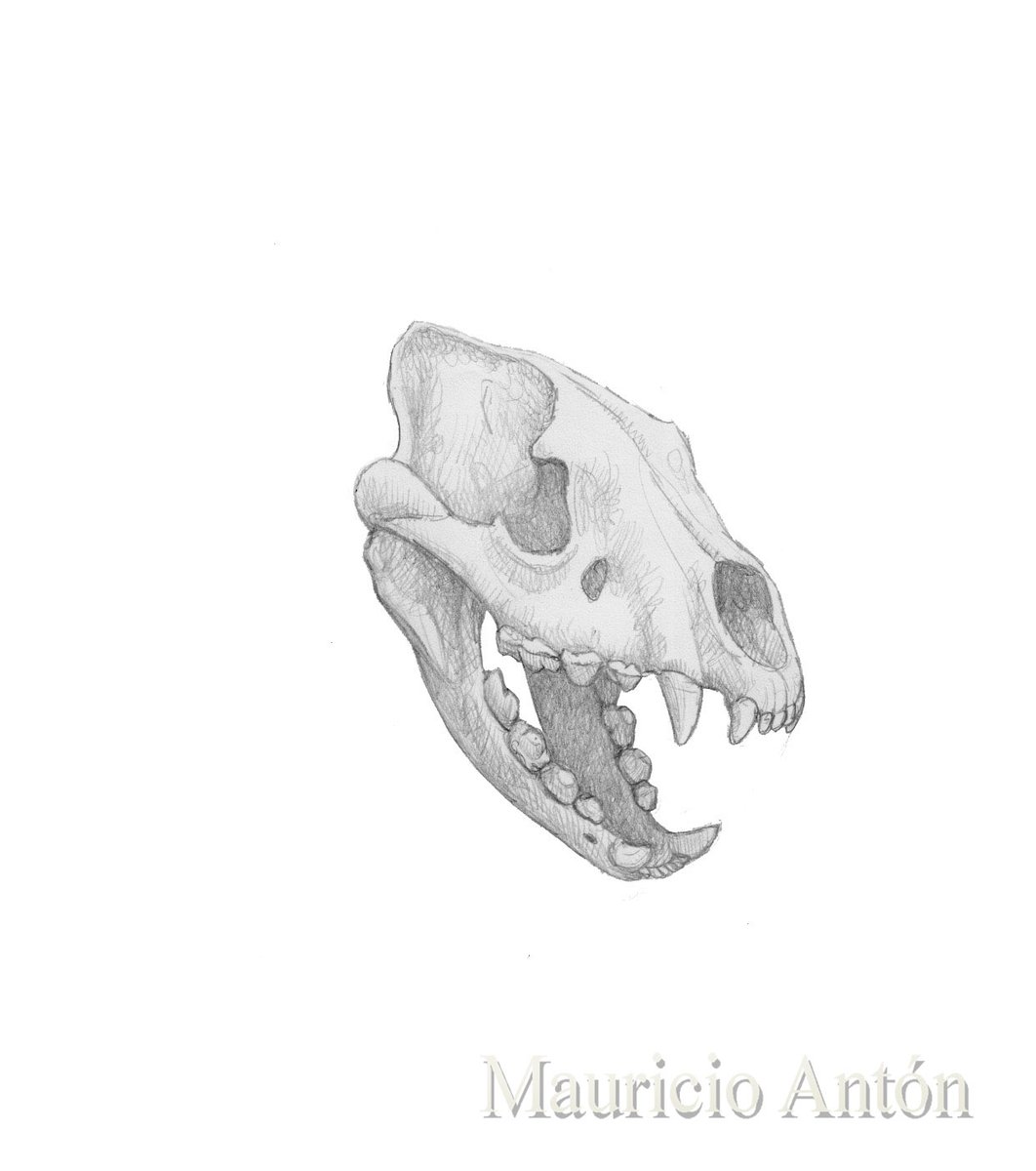 MAntonPaleoart's tweet image. Meet Adcrocuta, dominant hyaenid of the late Miocene! While researching hyena anatomy for my artwork in the March issue of Nat Geo (preview via link below), I noticed features which Adcrocuta most likely shared with living species, and made these sketches. nationalgeographic.com/animals/articl…