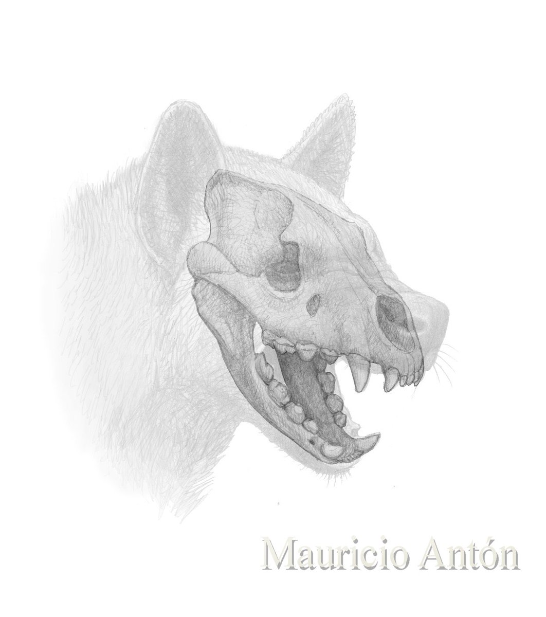 MAntonPaleoart's tweet image. Meet Adcrocuta, dominant hyaenid of the late Miocene! While researching hyena anatomy for my artwork in the March issue of Nat Geo (preview via link below), I noticed features which Adcrocuta most likely shared with living species, and made these sketches. nationalgeographic.com/animals/articl…