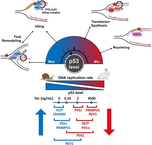 The levels of p53 govern the hierarchy of DNA damage tolerance pathway usage doi.org/10.1093/nar/gk…