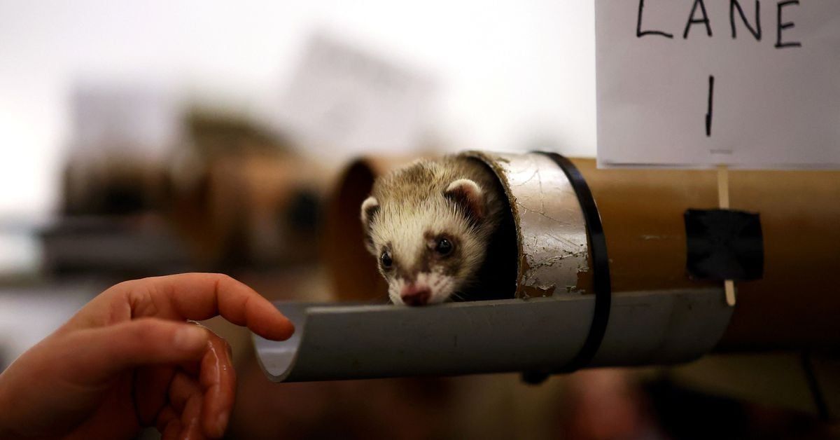 Reuters's tweet image. In pictures: Britain's Ferret Racing Championship reut.rs/497BSmy