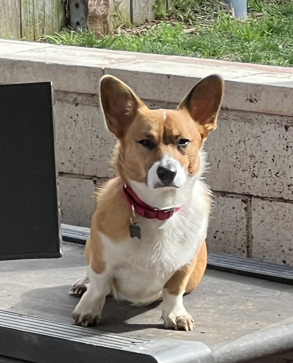 willow_with's tweet photo. What are you looking at? #CorgiCrew https://t.co/qFYxLEeYIg