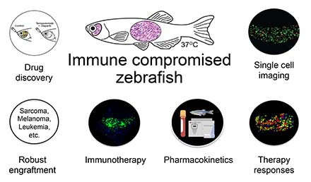 NIH_ORIP's tweet image. Explore the potential of immune-compromised zebrafish in cell transplantation research. Our #ORIPResourceOfTheMonth offers optically clear models for detailed visualization and analysis of engrafted cells. Learn more: orip.nih.gov/division-compa…