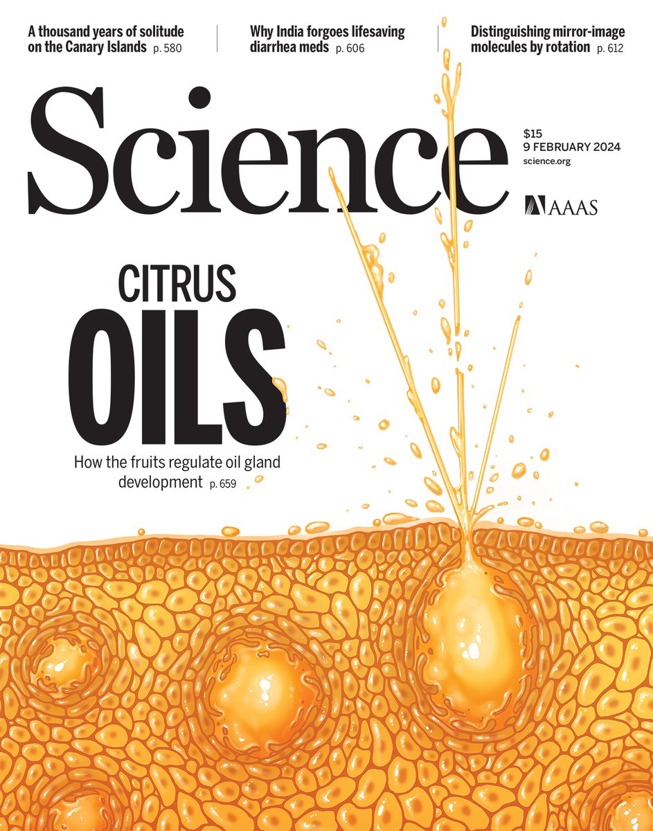 Researchers have elucidated the molecular regulation of gland development and the biosynthesis of essential oils in citrus, which have important practical value in industries such as flavoring and fragrance. 

Learn more this week in Science: scim.ag/5NI