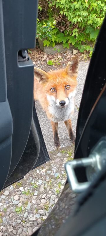 CyrusMMcQueen's tweet image. My wife’s in Scotland… She just text that this is what greeted her when she got outta the car… 😳