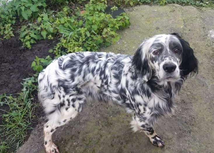 Ascaan difusión-Santurtzi tweet media