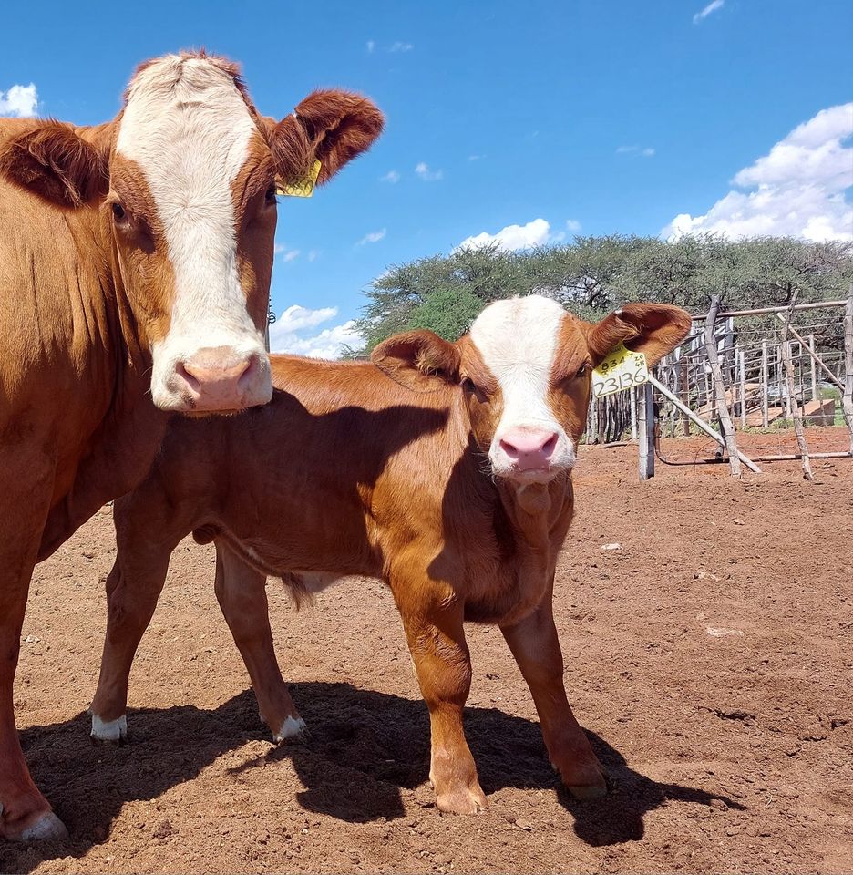 SimmentalerZA's tweet photo. 📷 Outee #Simmentaler stud, Otjiwarongo NA

#SimmentalerSA #Simmental #Fleckvieh https://t.co/9pVp0brzww