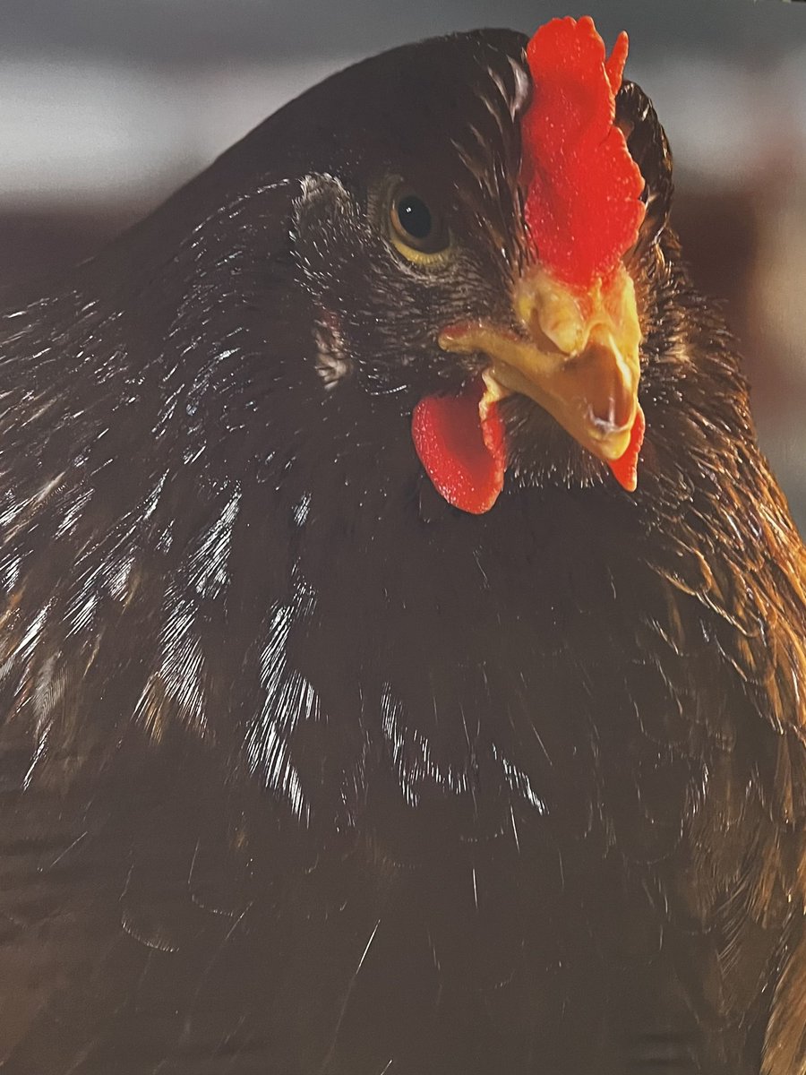 Caught up with this amazing #agriculture  crew at The National Poultry Show