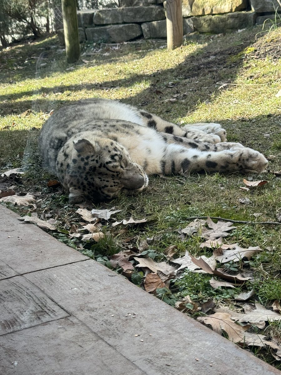 xxs121's tweet photo. Pretty kitties!! @clemetzoo https://t.co/td0CzL1nDG