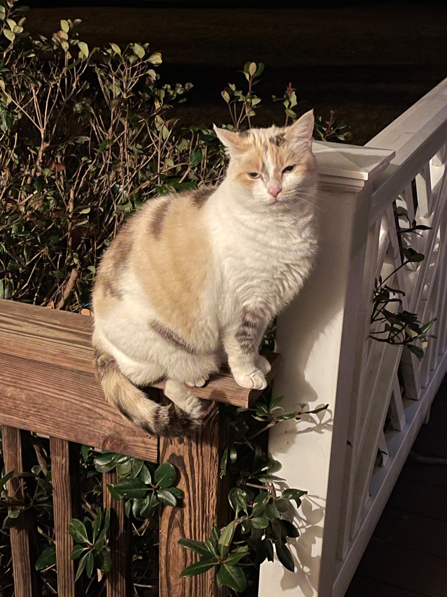 standarded's tweet photo. Friends, Tiny Gurl here asking for a #pawcircle for my daddy, they had to take him to hospital today and we are worried about him. https://t.co/eibyT4VCIn