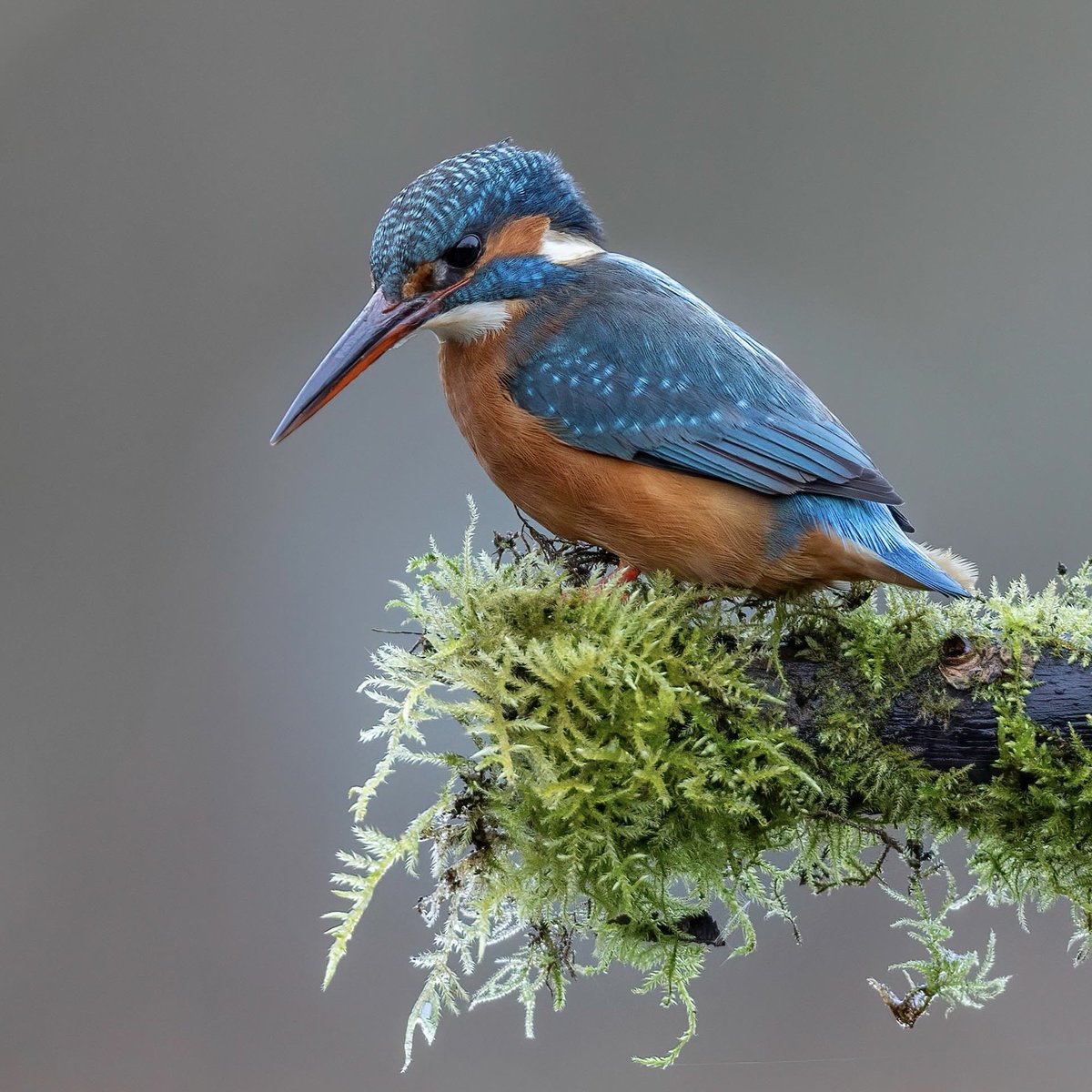 Kingfisher on the end of a mossy perch.