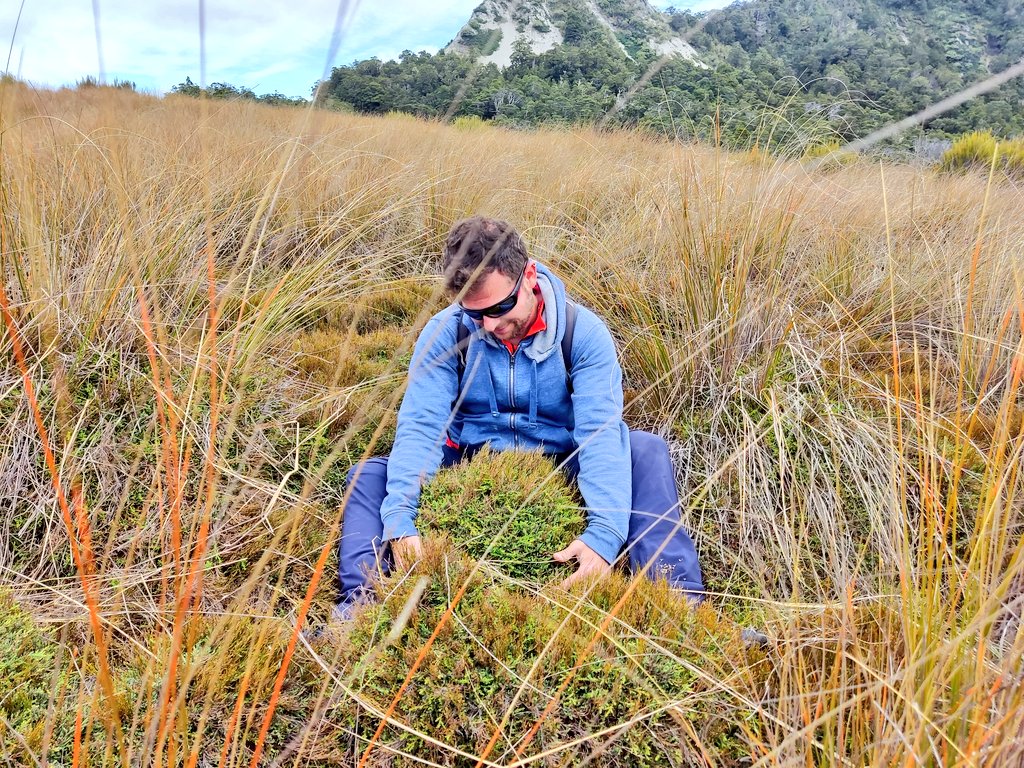 Meet Lepidothamnus laxifolius (Podocarpaceae), the tiniest conifer in the World, endemic from New Zealand. It mostly grows as a prostrate shrub that does not go above 10 cm tall. I got to hug a large clump, which was using a larger restio as support.