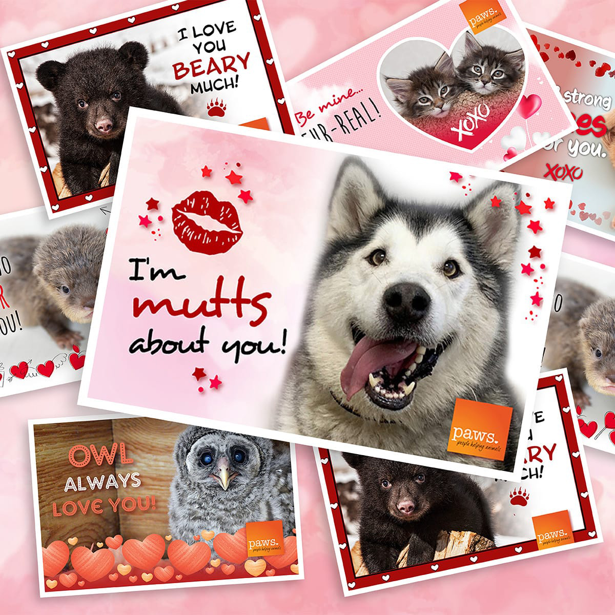 Happy Valentine’s Day from PAWS! 🧡 Spread some love by sending a Valentine's Day e-card to someone special – your gesture will not only warm hearts, but also help an abandoned, orphaned, or injured animal go home and thrive.🐾 Visit paws.org/valentines to send your e-card!