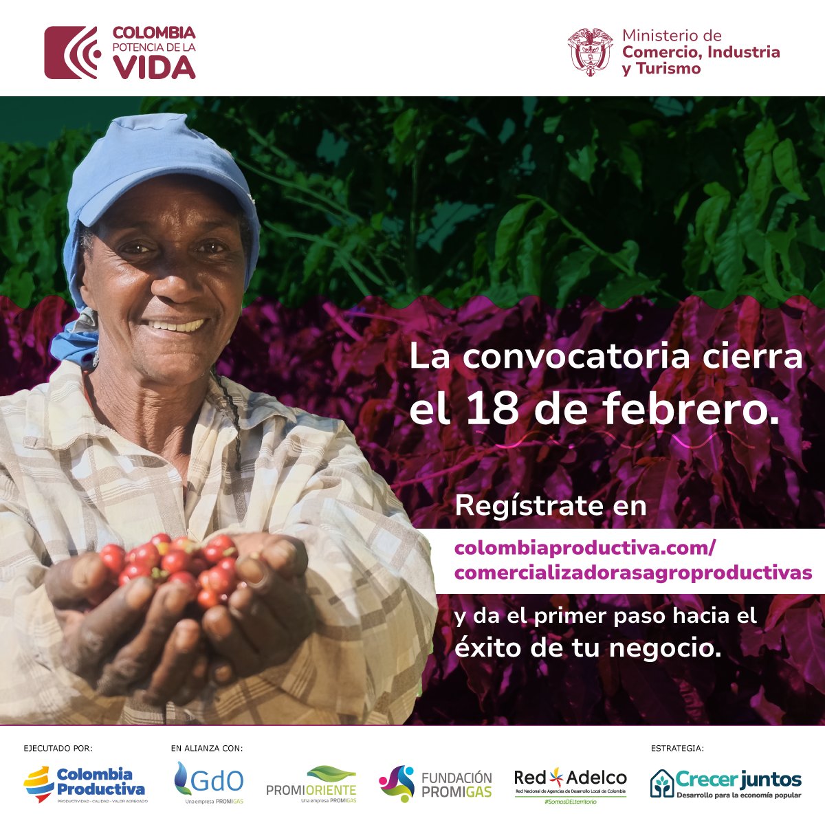 #ComercializadorasAgroProductivas | 7 comercializadoras, compuestas principalmente por víctimas del conflicto armado, recibirán formación, acompañamiento y asistencia técnica para aumentar sus ingresos, generar conocimientos y mejorar infraestructura.👩‍🌾 👉colombiaproductiva.com/comercializado…