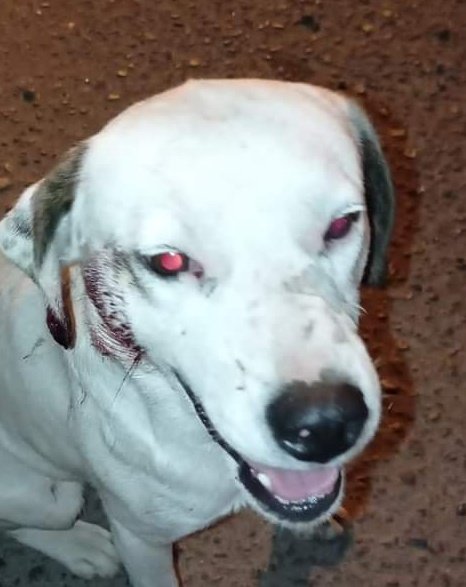 jimenadelc's tweet photo. #MascotaEncontrada
#Valparaiso 
#VinaDelMar
#Quilpué
#IncendioForestal https://t.co/kC6bHu38Zy