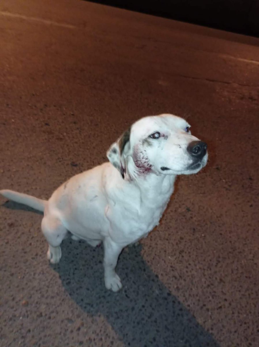 jimenadelc's tweet photo. #MascotaEncontrada
#Valparaiso 
#VinaDelMar
#Quilpué
#IncendioForestal https://t.co/kC6bHu38Zy