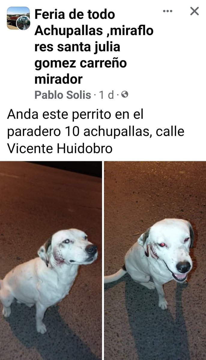 jimenadelc's tweet photo. #MascotaEncontrada
#Valparaiso 
#VinaDelMar
#Quilpué
#IncendioForestal https://t.co/kC6bHu38Zy