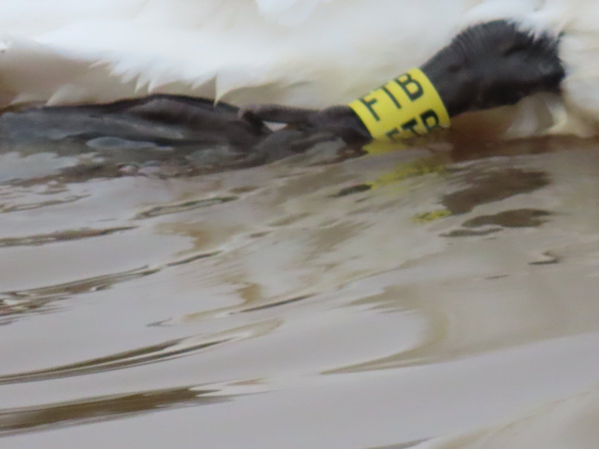 We saw a swan earlier this week on King's Sedgemoor Drain with this leg tag - looks like FTB are the only letters on the ring. We think there was a metal ring on the other leg. Any thoughts - tried searching European Colour ring - ringed in Yorkshire but think it is wrong leg?