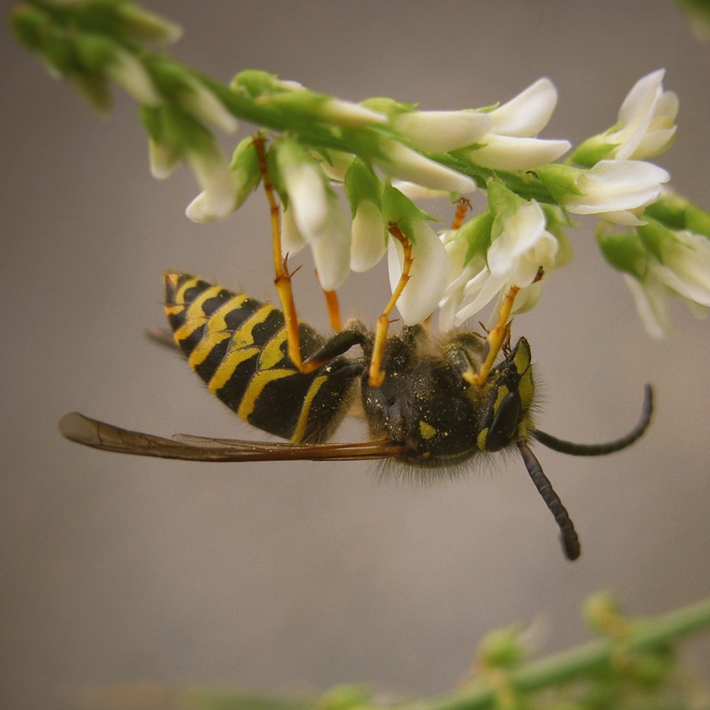 Missing these summer hangouts. #insects #InsectThursday #wildflowers #nature #NaturePhotography #Cariboo #BritishColumbia Northern Aerial Yellowjacket (Dolichovespula norvegicoides)