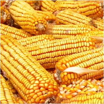 Looking at the value chain of both crops 

Which one of these two crops has the most robust Value Chain

Look at it from the Revenue and Number of chains within the Value line

A. Cassava

B. Maize 

Let's hear it...