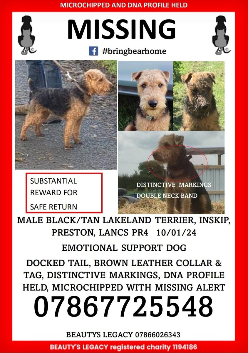 Urgent please share, weve been asked for help with finding Bear, missing a month. He is distinctive, microchipped, DNA profile held and is an #Autism therapy dog. #LANCASHIRE @dogs_autism @animalstaruk @RFTownshend @rickygervais @RavWilding @BBCMorningLive #findmissingbear