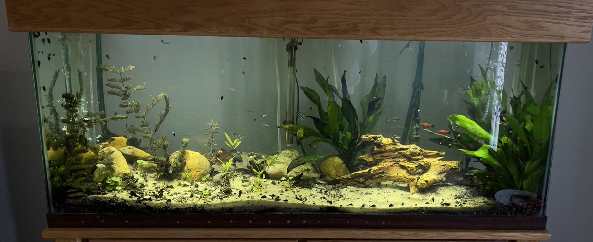 qtcade's tweet photo. 🐠 🐟 https://t.co/Owpgh9fC32