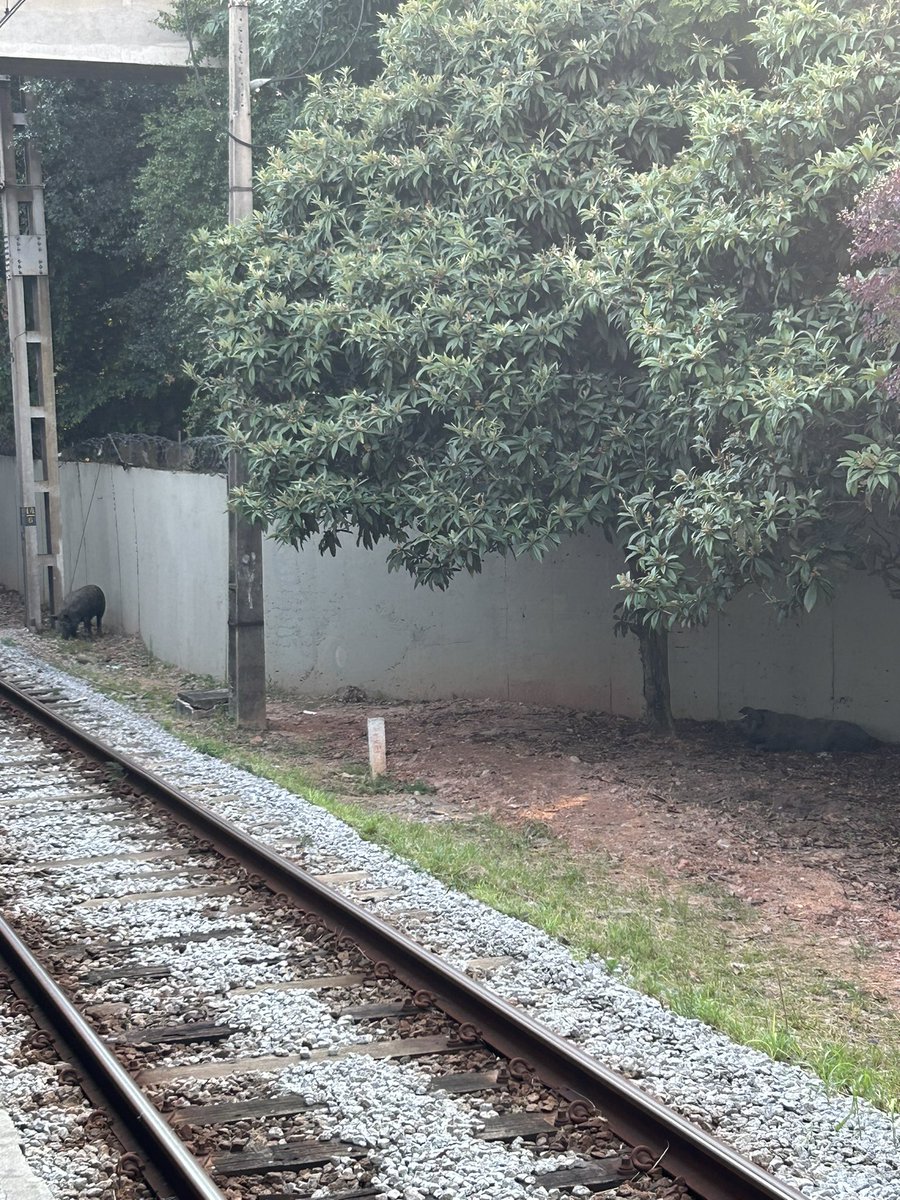 a viamobilidade meteu uns porcos pra comer a grama em presidente altino, e não é meme
