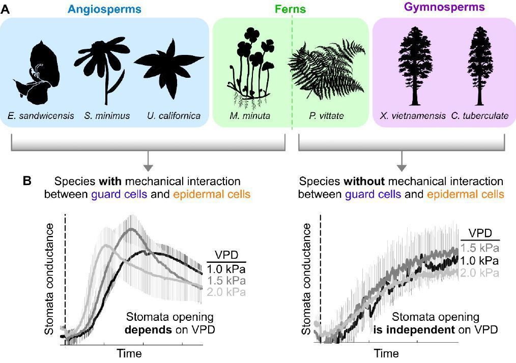 NEWS &amp; VIEWS:  SOS: Speed of Stomata opening and closing is influenced by vapour pressure deficit (Alexandra J Burgess, José Manuel Ugalde) buff.ly/48emnI2 <a href="/ASPB/">ASPB</a> #PlantSci