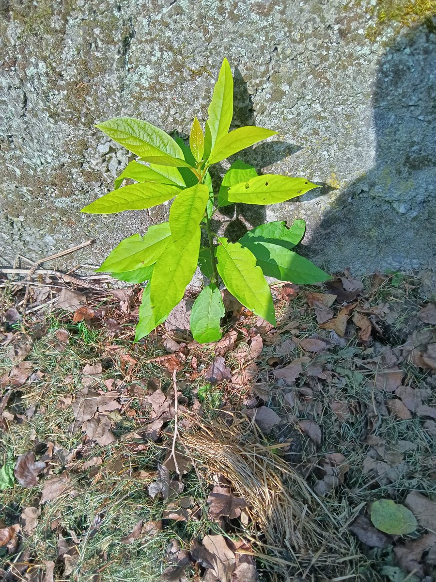 sbscorpio83's tweet photo. @IstraMet evo i avokada niknuo iz i bačene koštice na kompostište,a ovo je u Gorskom Kotaru ,doduše prvi snjeg u 12. mjesecu ga je uništio ali opet ! https://t.co/H4c8WmhWy2