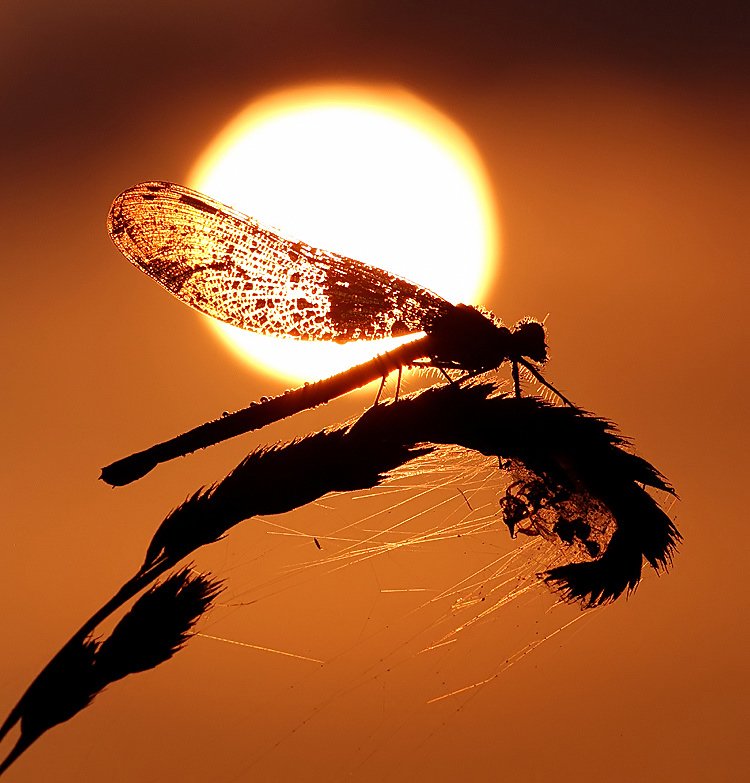 A dewy female Banded Demoiselle at sunrise from a few years ago. Love their tiny human like faces in the morning light. @BDSdragonflies @ScotlandBds @Britnatureguide @NatureUK @BBCSpringwatch #TeamDragonfly