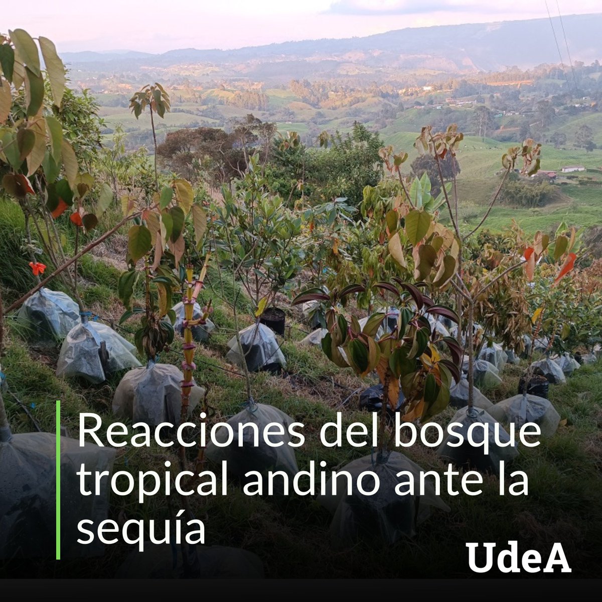 🌳 Los árboles son maestros de resiliencia y ante situaciones desfavorables despliegan dinámicas de supervivencia.  El grupo de investigación en Ecología Aplicada, de <a href="/FIngenieriaUdeA/">Fac. Ingeniería UdeA</a>, documentó algunas de éstas.

📌 Detalles en el #PeriódicoAlmaMater 👉bit.ly/Sequiabosque-p…