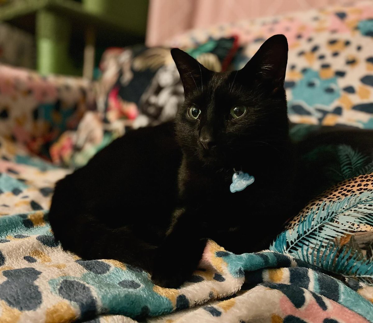 Kittyrama tweet media