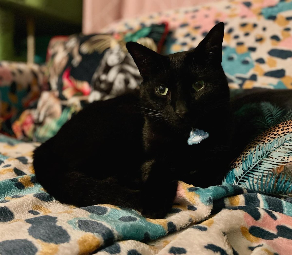 Kittyrama tweet media