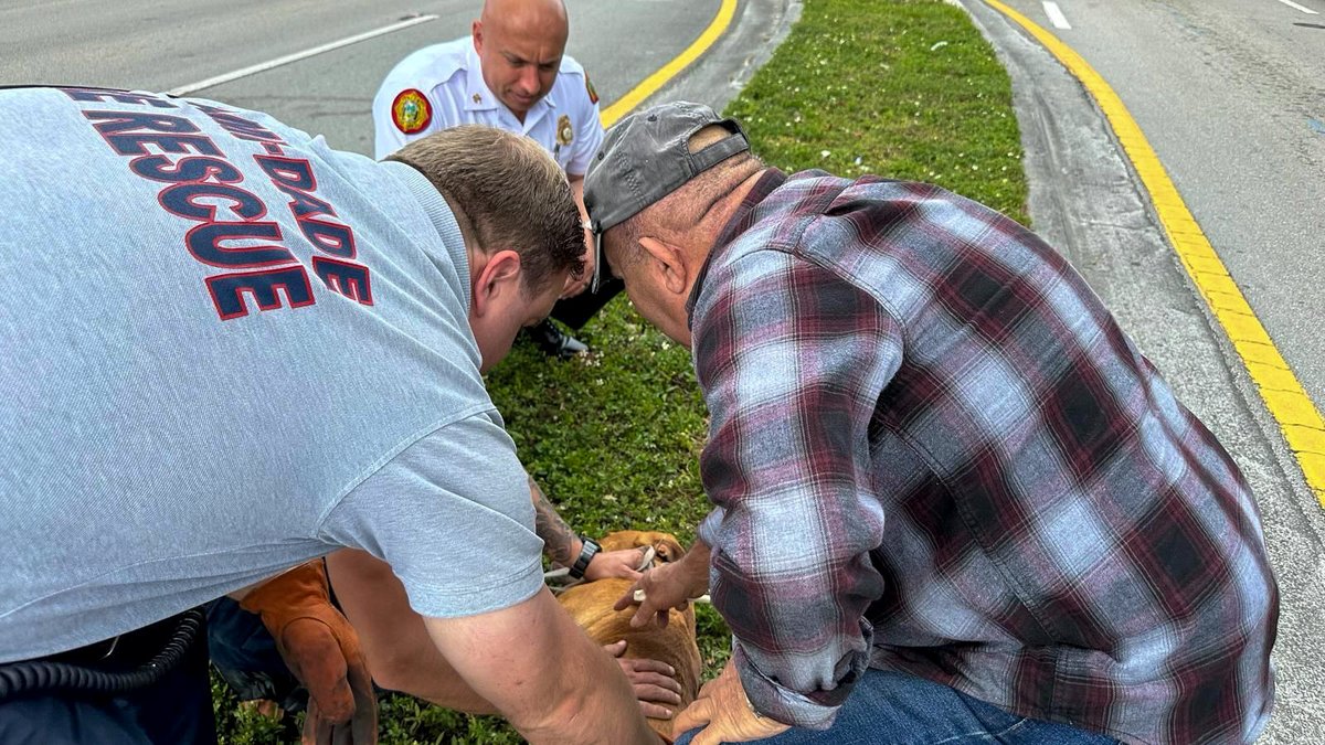 MiamiDadeFire's tweet image. This afternoon #InBetweenCalls, #Engine3 and @MDFRChief assisted a gentleman whose dog had escaped. #MDFR Engine 3 crew and Chief Jadallah were able to safely catch the dog, preventing it from being hit by a car on a busy roadway. A happy tail with a very pawsitive outcome!