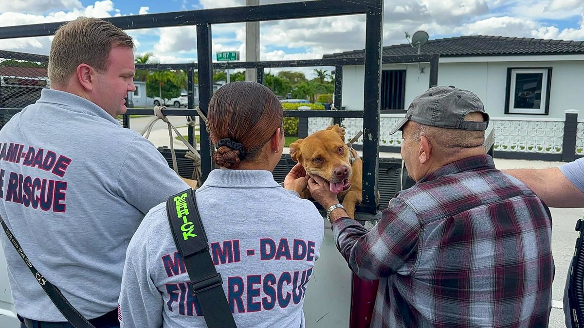 MiamiDadeFire's tweet image. This afternoon #InBetweenCalls, #Engine3 and @MDFRChief assisted a gentleman whose dog had escaped. #MDFR Engine 3 crew and Chief Jadallah were able to safely catch the dog, preventing it from being hit by a car on a busy roadway. A happy tail with a very pawsitive outcome!