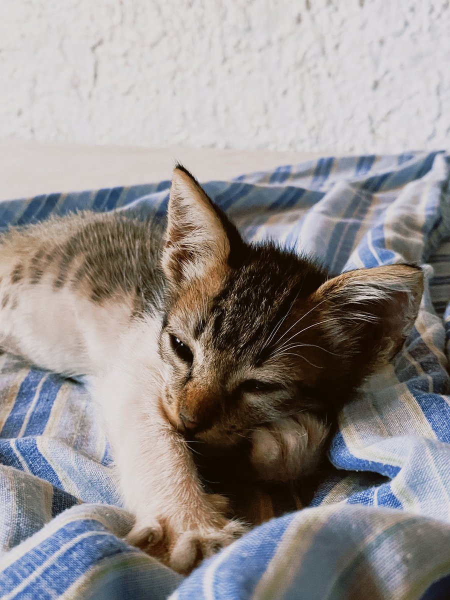 #ENSENADA Gatito en adopción responsable y con seguimiento. Muy mimoso 💕 Contacto al privado