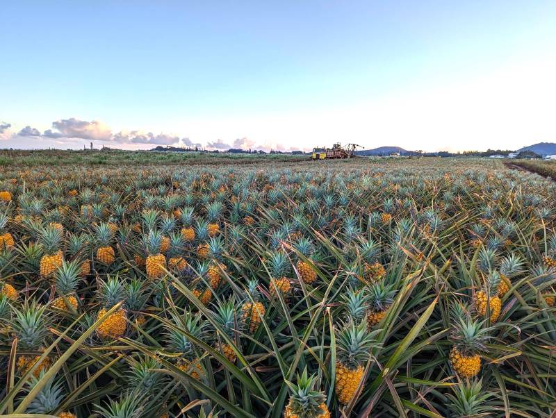 🍍3 WAYS TO HELP WILDFIRE VICTIMS - WITH MAUI GOLD PINEAPPLE🍍 The Maui Gold Pineapple Company is aiming to raise $250k for disaster relief - and you can help. coconutlands.com/maui-gold-pine…