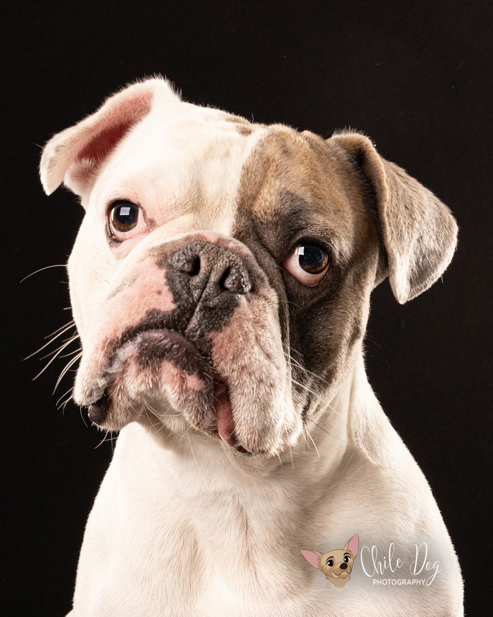 chilΞdog.nft | PhD | #web3istheway tweet media