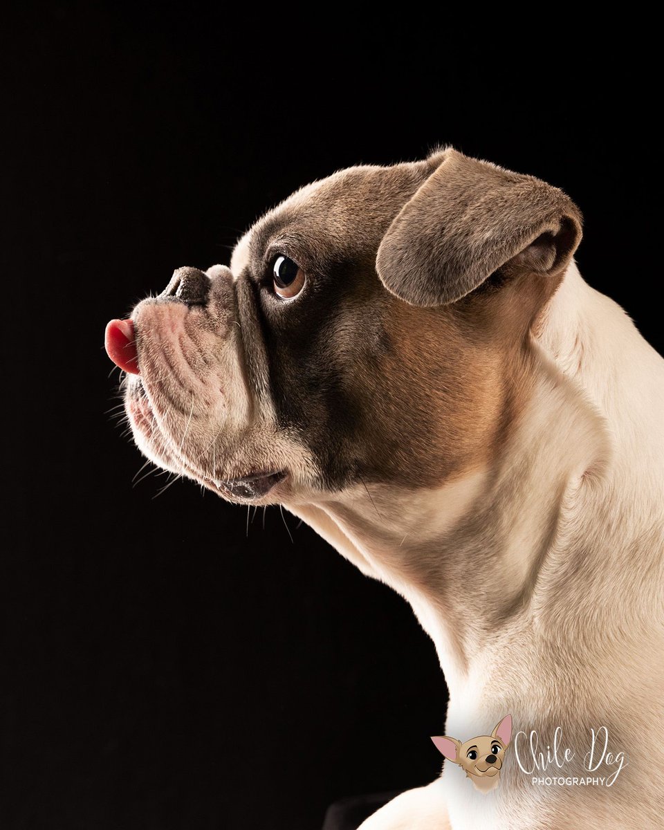 chilΞdog.nft | PhD | #web3istheway tweet media