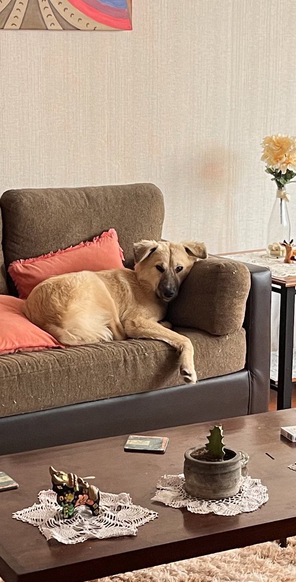 ticnt_'s tweet photo. Les pido ayuda

Leila fue abandonada de bebé, sobrevivió distemper y había mucha ilusión que ya recuperada alguien se interesaría en ella pero no tiene una sola solicitud de adopción.

Apenas cumplirá 1 año, es muy cariñosa, o si alguien puede brindarle un temporal urgente https://t.co/evdq1Tq6io